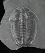 Elrathia Trilobite with Positive & Negative #12510-1